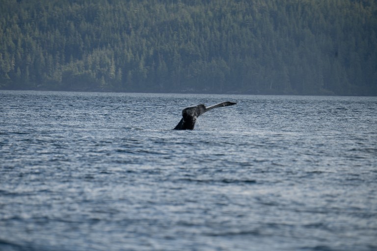 Baleine Orque zodiac whale watching Vancouver Island Telegraph Cove Canada