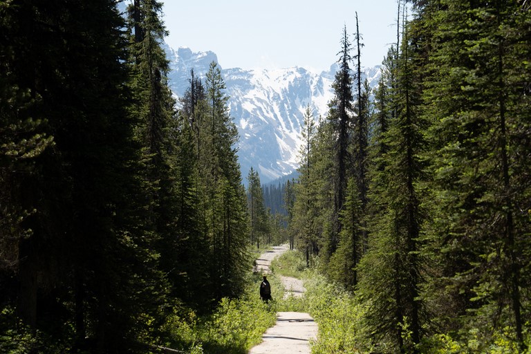 Sentier Yoho valley trail Yoho National Park