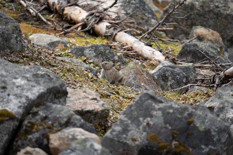 Pica Sentier des plaines Edith Cavell Jasper National Park Canada