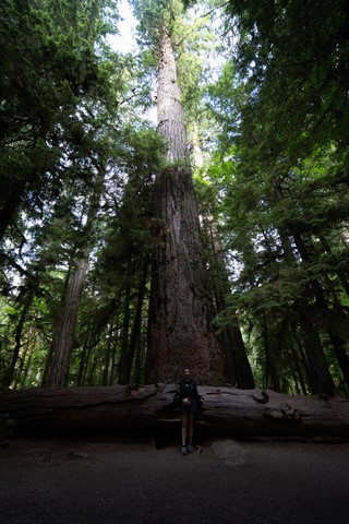 Old growth & living forest MacMillan Vancouver Island Canada