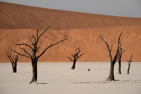 Deadvlei 1 Namibie