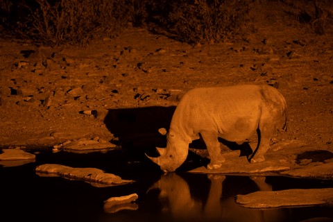 Rhinocéros blanc waterhole Halali Etosha Namibie