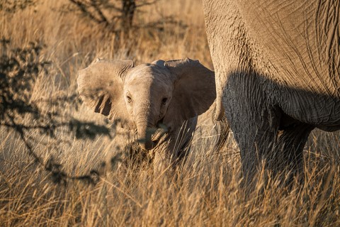 Elephanteau Halali Etosha Namibie