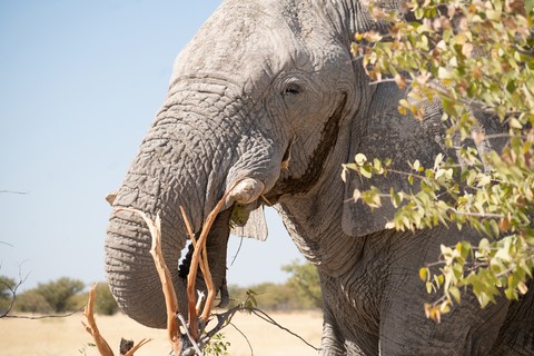 Elephant gros plan Halali Etosha Namibie