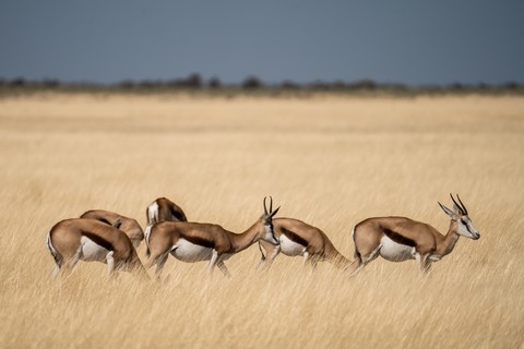 Springbok Halali Etosha Namibie