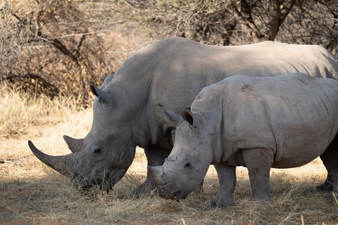 Rhinocéros et bébé Windhoek Namibie