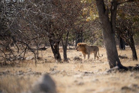 Lion Halali Etosha Namibie