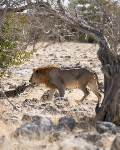 Lion profil Halali Etosha Namibie