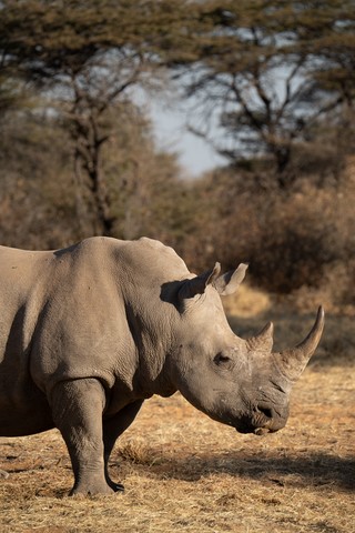 Rhinocéros profil Windhoek Namibie