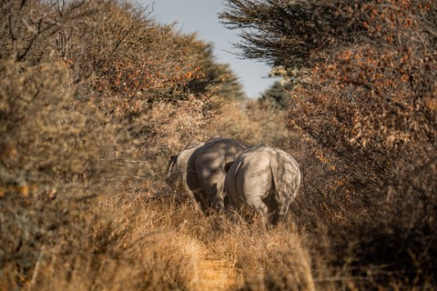 Rhinocéros dos Windhoek Namibie