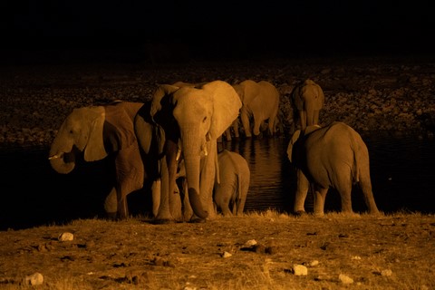 Elephants waterhole Halali Etosha Namibie