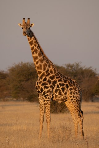 Girafe Olifantrus Camp Etosha Namibie