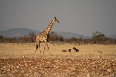 Girafe et hyène Olifantrus Camp Etosha Namibie