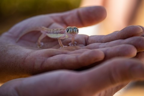 Gecko transparent Swakopmund Namibie