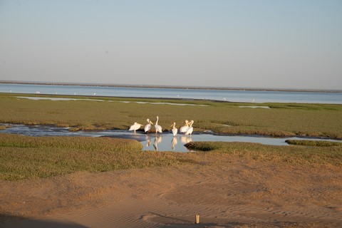Pélicans Flamingo Lagoon Walvis Bay Namibie