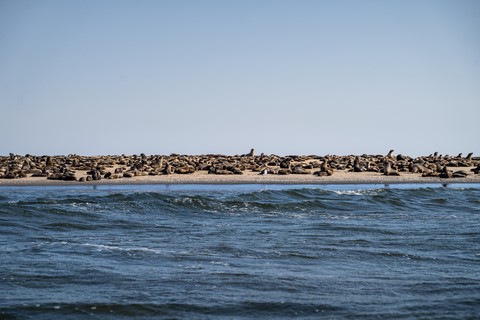 Colonie de phoques Kayak Pelican Point Walvis Bay Namibie