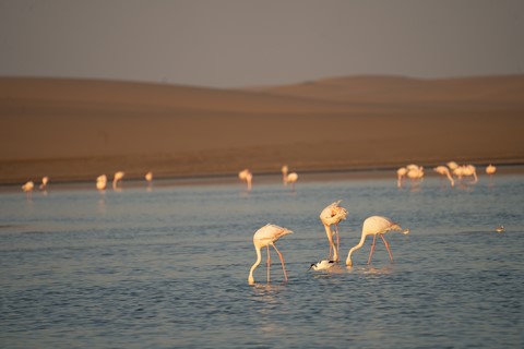 Flamants 2 Flamingo Lagoon Walvis Bay Namibie