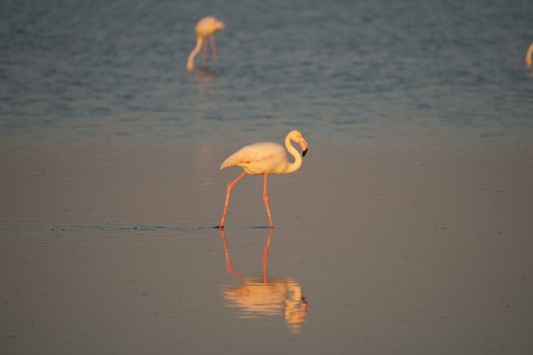 Flamant rose 1 Flamingo Lagoon Walvis Bay Namibie