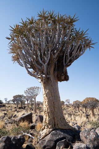 Quiver tree forest Keetmanshoop Namibie
