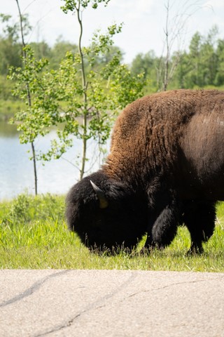 Bison 2 Elk Island Edmonton Canada