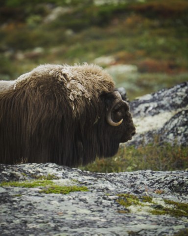 Musk Ox Safari Dombås Norvège