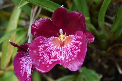 Orchidée Maison Folio Hell-Bourg La Réunion