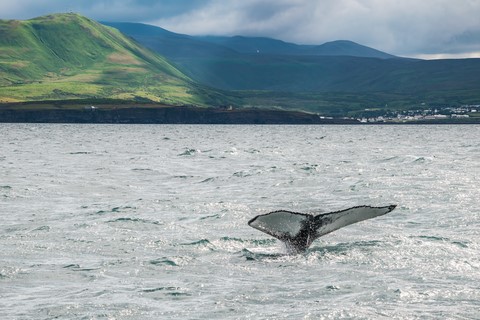 Queue de baleine Húsavík Islande Iceland