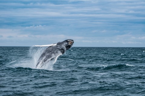 Whale Watching Husavik Islande Iceland