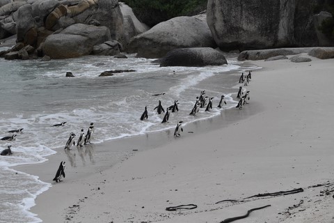 Pingouins Simon's Town Boulders National Park
