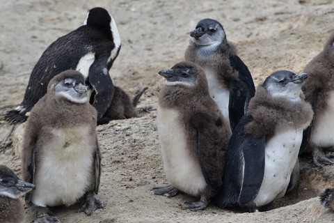 Pingouins adolescents Simon's Town Boulders National Park
