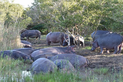 Hippopotames harem Estuaire Saint Lucia