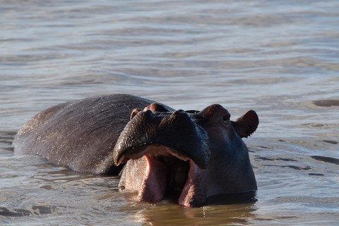 Hippopotame Estuaire Saint Lucia