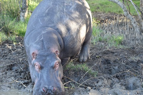 Hippopotame mâle Estuaire Saint Lucia