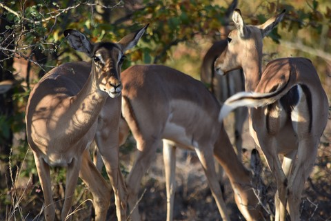 Impala Letaba Rest Camp Parc Kruger