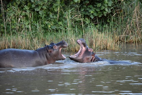 Combat Hippopotames Estuaire Saint Lucia