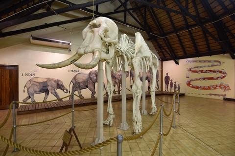 Musée de l'éléphant Letaba Rest Camp Parc Kruger