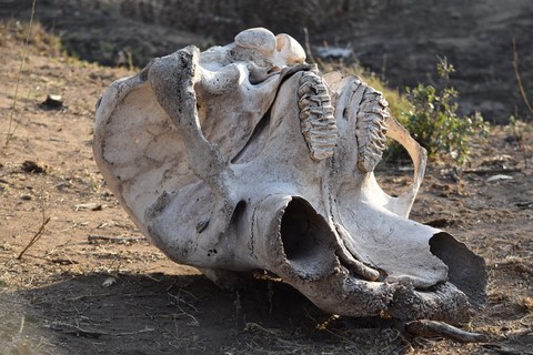 Crâne d'éléphant Letaba Rest camp Parc Kruger