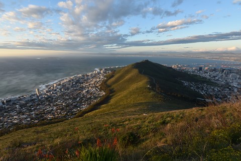 Lion's head Cape Town