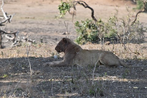 Lionne Parc Kruger