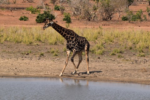 Girafe eau Parc Kruger