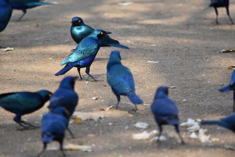 Choucador à oreillons bleus Parc Kruger