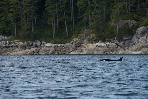 Aigle Orque zodiac whale watching Vancouver Island Telegraph Cove Canada