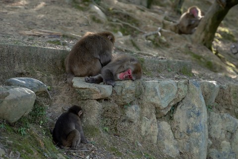 Les singes d'Arashiyama Kyoto Japon