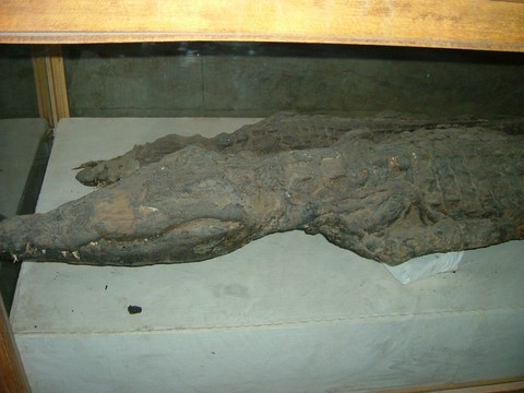 Crocodiles momifiés Kom Ombo Egypte