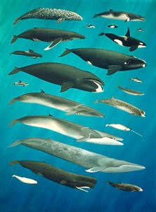 Différentes Baleines à Tadoussac Canada