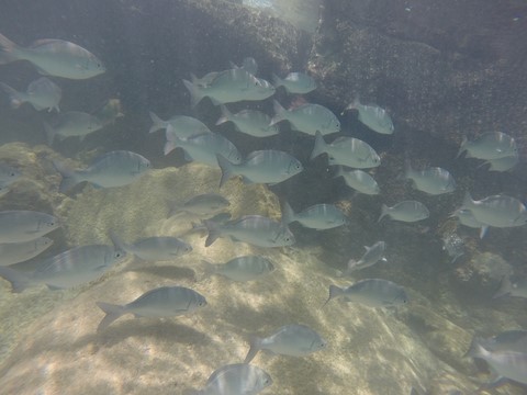 Snorkelling  Dry Tortugas Floride Etats-Unis