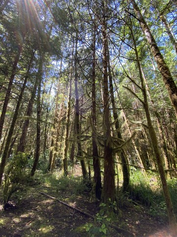 Rain Forest Tail 2 Pacific Rim Vancouver Island Canada