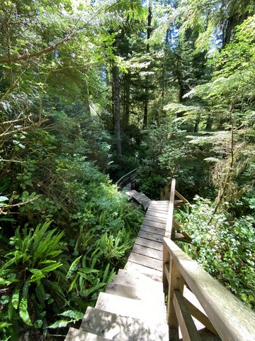 Rain Forest Tail 1 Pacific Rim Vancouver Island Canada