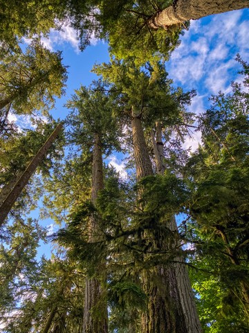 Old growth & living forest 1 MacMillan Vancouver Island Canada