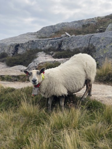 Mouton Soria Maria Sauna 3 Dalen Norvège